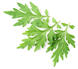 Fototapeta premium fresh mugwort leaves isolated on white background, top view