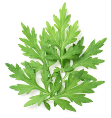 fresh mugwort leaves isolated on white background, top view