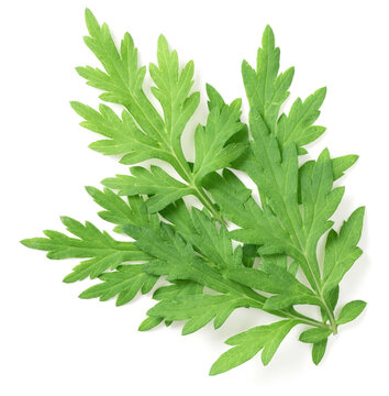 fresh mugwort leaves isolated on white background, top view