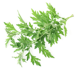 fresh mugwort twigs isolated on white background