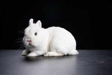 Baby bunny rabbite white mini lop ermine