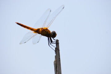 Dragonfly sitting on a stick, Red dragonfly sitting on dry tree stick, Dragonfly sitting on stick in warm summer sunshine
