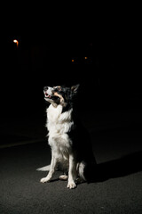 Adorable black and white long hair dog against dark background