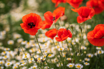 Wild field full of blooming poppies with red petals against the background of rich green vegetation in beautiful daylight. Background with floral motifs. Flowers bloom in the spring season.