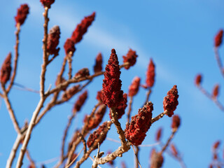 Rhus typhina or staghorn sumac, branches without leaves and only dark blood red fruit like amaranth of a fox tail under a beautiful blue winter sky