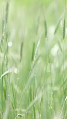.Grass with raindrops, bokeh. Abstract postcard