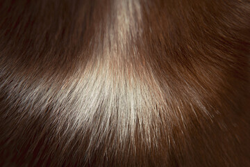 Close-up Copper Siberian husky fur texture background.