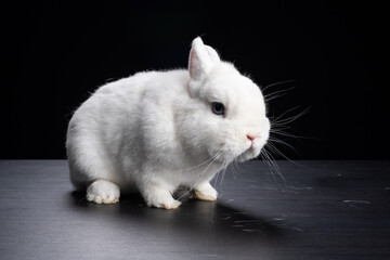 Baby bunny rabbite white mini lop ermine