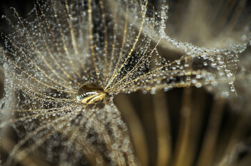 Dewdrops on a dandelion close-up
