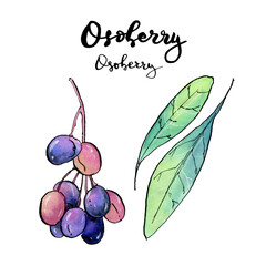 hand drawn painted set of watercolor sketch of isolated berries Oemleria cerasiformis, osoberry, Indian plum on white background with handwritten words