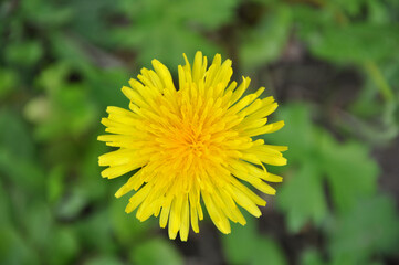 yellow dandelion flower