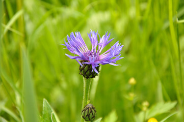 feolet flower on a green background