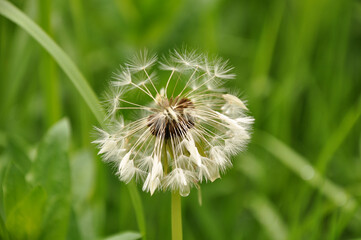 dandelion on green background
