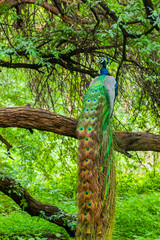 Naklejka premium A peacock sitting with its feathers spread