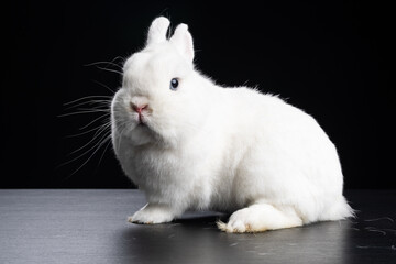 Baby bunny rabbite white mini lop ermine