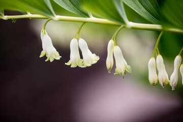 Blütenzeit © sgrey