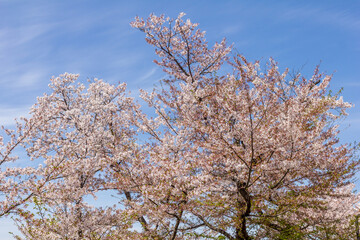 Cherry blossom during the spring