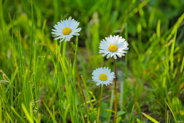 daisy in grass