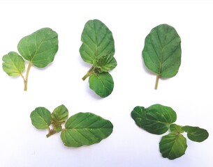 fresh mint leaves