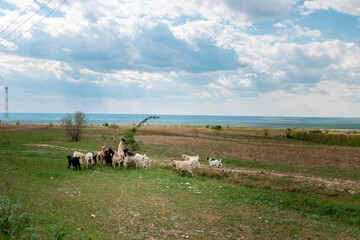 Goats in a field near the road in Moldavo, Eastern Europe