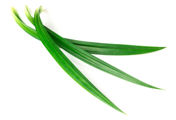Fototapeta premium fresh pandan leaves isolated on white background
