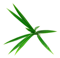 fresh pandan leaves isolated on white background