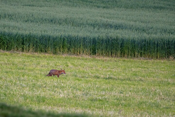 Rotfuchs auf Wiese im Emmental