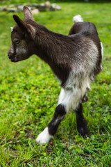 Fototapeta premium little kid in the garden