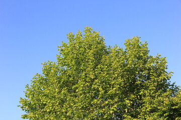 モミジバスズカケノキ