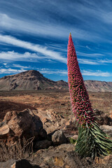 Planta del Tajinaste en Las Cañadas del Teide. Tenerife