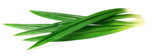 fresh pandan leaves isolated on white background