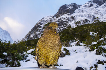 Endangered Kea Bird at Milford Sound, South Island - New Zealand