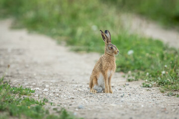 Naklejka na ściany i meble Levert or young hare, sat upright and alert, facing right in natural habitat, on a farm track. Close up. Horizontal. Space for copy.