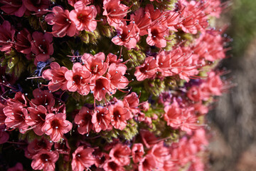 Planta del Tajinaste en Las Cañadas del Teide. Tenerife