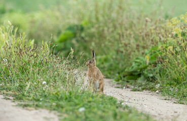 Leveret or young hare, (Scientific name: Lepus Europaeus) sat alert and upright, facing left on a farm track with masses of Ribwort plantain.  Blurred background.  Horizontal.  Space for copy.