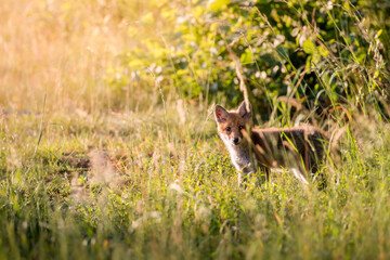 junger Fuchs in hohem Gras am Waldrand im Aaretal
