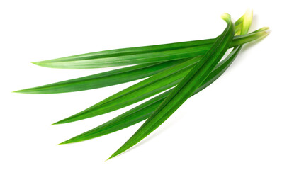 Fototapeta premium fresh pandan leaves isolated on white background