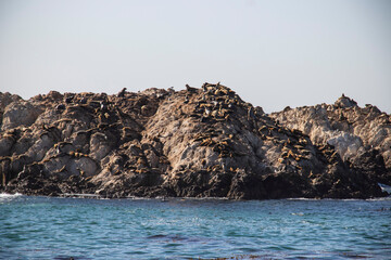 A bird rock with seals, pelicans and seagulls on the west coast of the USA.Large rough wave breaking over Bird Rock on a historic 17-Mile Drive at Monterey Bay on California Pacific Ocean coast.