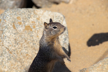 A squirrel from 17 Mile Drive Monterey, California. Close-up view of a squirrel. Shallow depth of field. Travel photo for travel magazine. Bird Rock, famous attraction. Spaces for your text. 