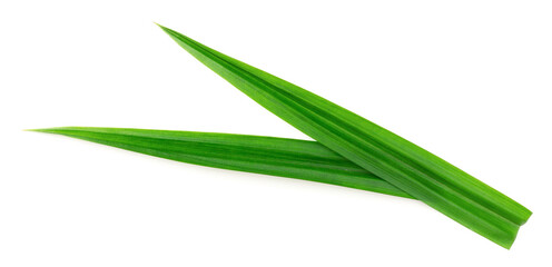 fresh pandan leaves isolated on white background, top view