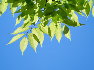 Obraz premium 新緑のケヤキ