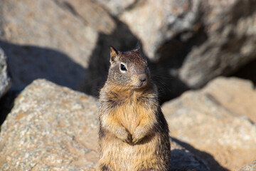 A squirrel from 17 Mile Drive Monterey, California. Close-up view of a squirrel. Shallow depth of field. Travel photo for travel magazine. Bird Rock, famous attraction. Spaces for your text. 