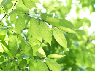 新緑のケヤキ
