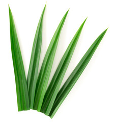 fresh pandan leaves isolated on white background, top view