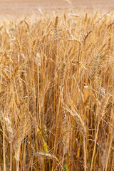golden wheat field in summer