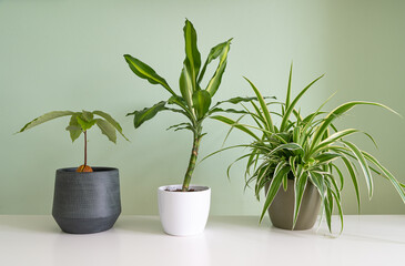 Three houseplants in a row on a desk. Home plants concept.
