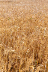 golden wheat field in summer