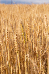 golden wheat field in summer