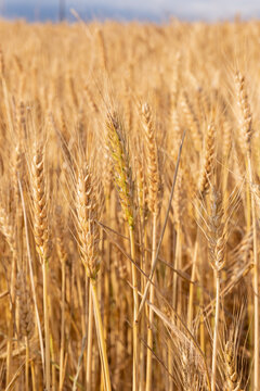 golden wheat field in summer © IVAN