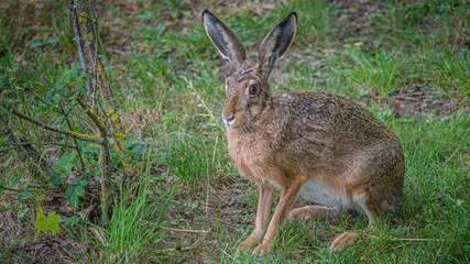 Portrait of a big brown hare with long ears and tall paws at green grass background, closeup